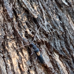 Epithora dorsalis at Murrumbateman, NSW - 4 Feb 2021 06:36 PM