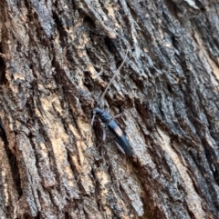 Epithora dorsalis at Murrumbateman, NSW - 4 Feb 2021 06:36 PM