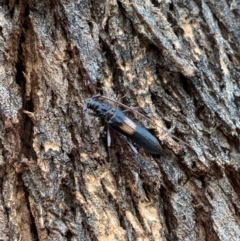 Epithora dorsalis at Murrumbateman, NSW - 4 Feb 2021