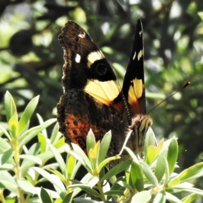 Vanessa itea (Yellow Admiral) at Paddys River, ACT - 4 Feb 2021 by JohnBundock