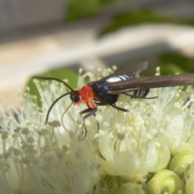 Hestiochora furcata (A zygaenid moth) at Rugosa - 4 Feb 2021 by SenexRugosus