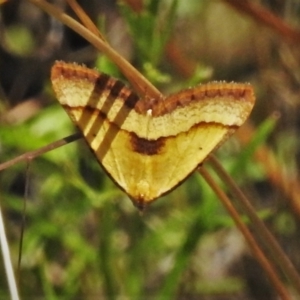 Anachloris subochraria at Paddys River, ACT - 4 Feb 2021