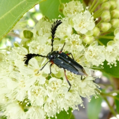 Distichocera thomsonella (A longhorn beetle) at Rugosa - 4 Feb 2021 by SenexRugosus