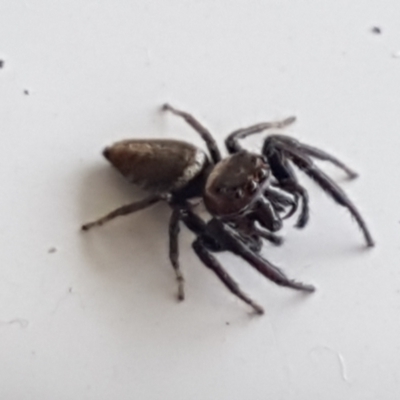 Opisthoncus sp. (genus) (Unidentified Opisthoncus jumping spider) at Holt, ACT - 4 Feb 2021 by tpreston