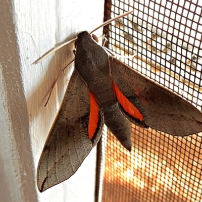 Hippotion scrofa (Coprosma Hawk Moth) at Crooked Corner, NSW - 3 Feb 2021 by Milly