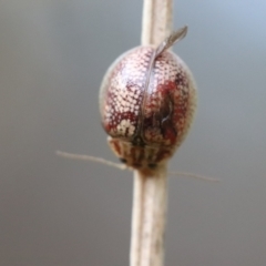 Paropsisterna laesa (Laesa leaf beetle) at Fyshwick, ACT - 3 Feb 2021 by YellowButton