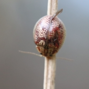 Paropsisterna laesa species complex at Fyshwick, ACT - 3 Feb 2021 05:27 PM