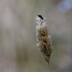 Chalcidoidea (superfamily) (A gall wasp or Chalcid wasp) at Fyshwick, ACT - 3 Feb 2021 by YellowButton