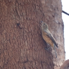 Pachycephala rufiventris at Fyshwick, ACT - 2 Feb 2021