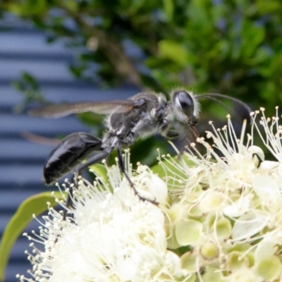 Sphecinae sp. (subfamily) (Unidentified Sand or Digger wasp) at Yass River, NSW - 4 Feb 2021 by SenexRugosus