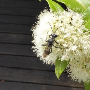 Sphecinae sp. (subfamily) at Yass River, NSW - 4 Feb 2021