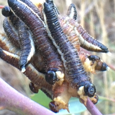 Perga sp. (genus) (Sawfly or Spitfire) at Jerrabomberra Wetlands - 2 Feb 2021 by YellowButton