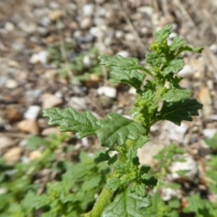 Dysphania pumilio (Small Crumbweed) at Yass River, NSW - 4 Feb 2021 by SenexRugosus