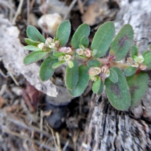 Euphorbia maculata at Yass River, NSW - 4 Feb 2021