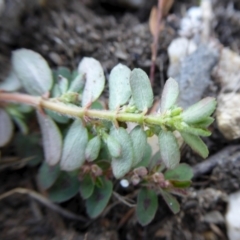 Euphorbia maculata at Yass River, NSW - 4 Feb 2021