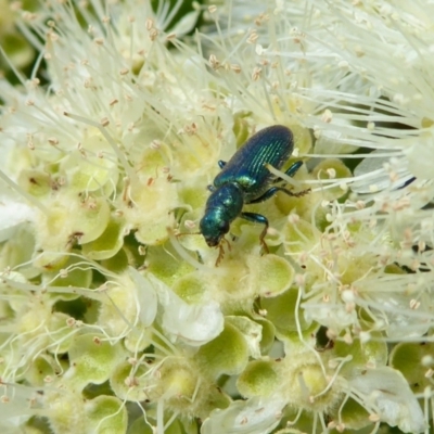 Phlogistus sp. (genus) (Clerid beetle) at Rugosa - 4 Feb 2021 by SenexRugosus