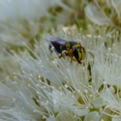 Hylaeus (Euprosopis) elegans (Harlequin Bee) at Yass River, NSW - 4 Feb 2021 by SenexRugosus