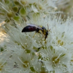 Hylaeus (Euprosopis) elegans at Yass River, NSW - 4 Feb 2021