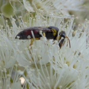 Hylaeus (Euprosopis) elegans at Yass River, NSW - 4 Feb 2021