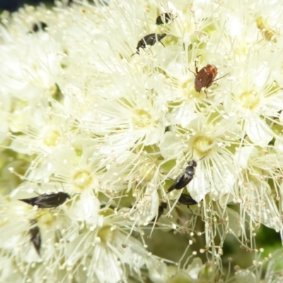Mordella sp. (genus) (Pintail or tumbling flower beetle) at Rugosa - 4 Feb 2021 by SenexRugosus