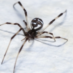 Theridiidae (family) (Comb-footed spider) at Melba, ACT - 28 Jan 2021 by kasiaaus