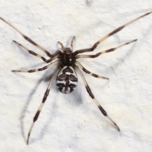 Theridiidae (family) at Melba, ACT - 28 Jan 2021 11:14 PM