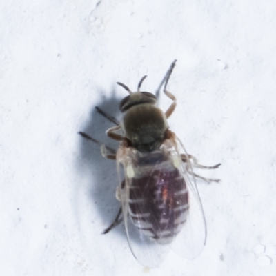 Austrosimulium sp. (Black fly) - 1 Jan 1900 by kasiaaus