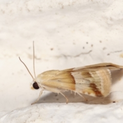 Eublemma inconspicua at Melba, ACT - 30 Jan 2021