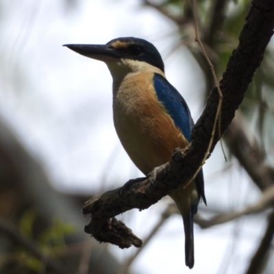 Todiramphus sanctus (Sacred Kingfisher) at West Albury, NSW - 27 Dec 2020 by WingsToWander