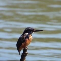 Ceyx azureus (Azure Kingfisher) at West Albury, NSW - 26 Dec 2020 by WingsToWander