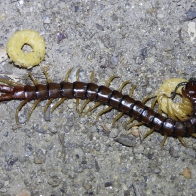 Cormocephalus aurantiipes (Orange-legged Centipede) at Wonga Wetlands - 11 Dec 2020 by WingsToWander