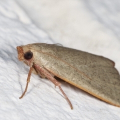 Ocrasa albidalis at Melba, ACT - 29 Jan 2021