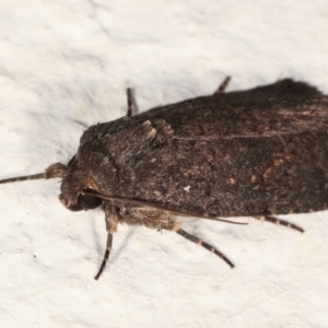 Proteuxoa provisional species 1 at Melba, ACT - 29 Jan 2021 10:16 PM