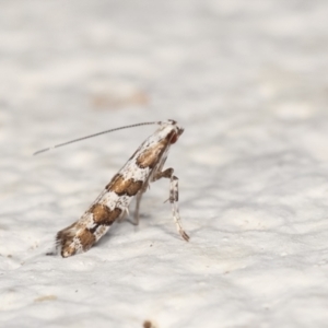 Acrocercops irrorata at Melba, ACT - 29 Jan 2021 11:39 PM