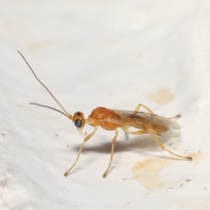 Braconidae (family) at Melba, ACT - 30 Jan 2021 10:21 PM