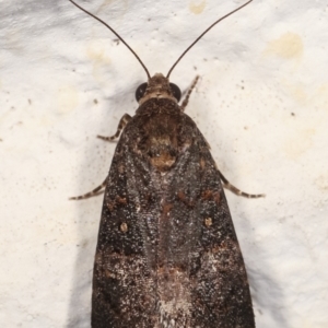 Proteuxoa (genus) at Melba, ACT - 30 Jan 2021