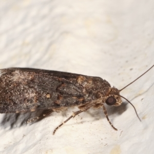 Proteuxoa (genus) at Melba, ACT - 30 Jan 2021