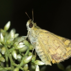 Ocybadistes walkeri at Acton, ACT - 29 Jan 2021 12:43 PM