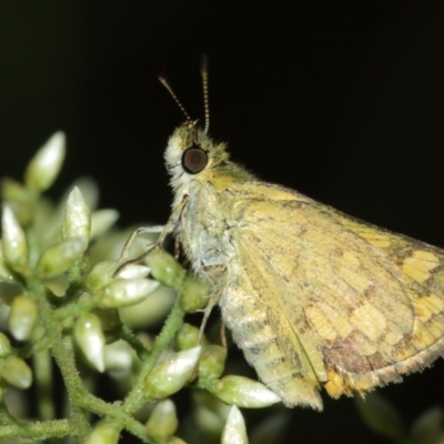 Ocybadistes walkeri (Green Grass-dart) at Acton, ACT - 29 Jan 2021 by TimL