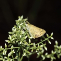 Ocybadistes walkeri at Acton, ACT - 29 Jan 2021 12:43 PM