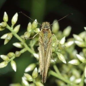 Ocybadistes walkeri at Acton, ACT - 29 Jan 2021 12:43 PM