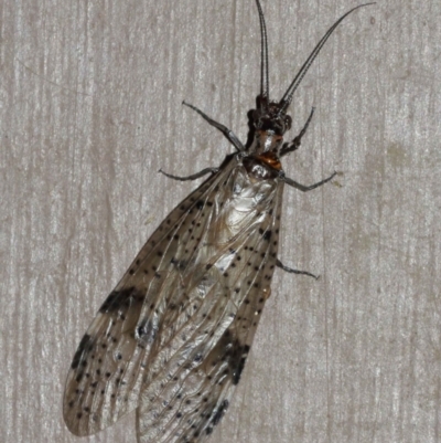 Archichauliodes (Riekochauliodes) guttiferus (Dobsonfly or Fishfly) at Acton, ACT - 30 Jan 2021 by TimL