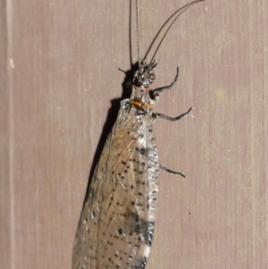 Archichauliodes (Riekochauliodes) guttiferus at Acton, ACT - 30 Jan 2021