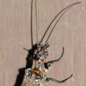 Archichauliodes (Riekochauliodes) guttiferus at Acton, ACT - 30 Jan 2021 11:34 AM