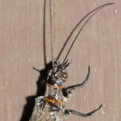 Archichauliodes (Riekochauliodes) guttiferus (Dobsonfly or Fishfly) at Acton, ACT - 30 Jan 2021 by TimL