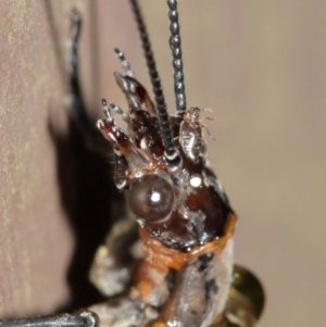 Archichauliodes (Riekochauliodes) guttiferus at Acton, ACT - 30 Jan 2021 11:34 AM