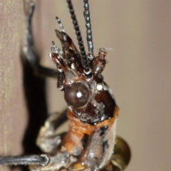 Archichauliodes (Riekochauliodes) guttiferus at Acton, ACT - 30 Jan 2021 11:34 AM