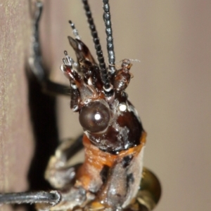 Archichauliodes (Riekochauliodes) guttiferus at Acton, ACT - 30 Jan 2021