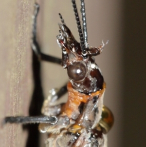 Archichauliodes (Riekochauliodes) guttiferus at Acton, ACT - 30 Jan 2021 11:34 AM