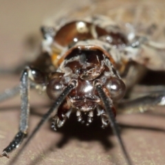 Archichauliodes (Riekochauliodes) guttiferus at Acton, ACT - 30 Jan 2021 11:34 AM